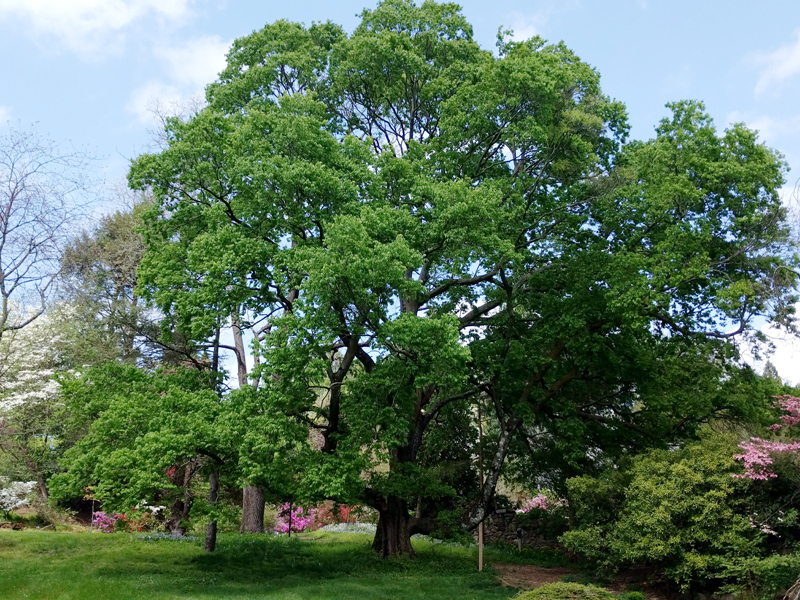 Lower Arboretum – Welkinweir