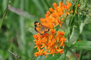 Pearl Crescent butterfly on Butterflyweed