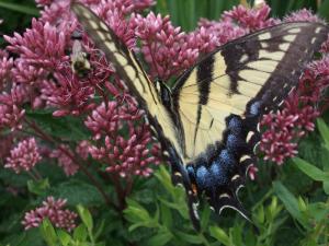 Tiger Swallowtail butterfly and Bumblebee on Joe Pye Weed