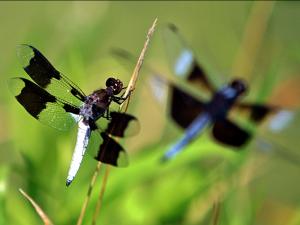 Migratory Dragonflies